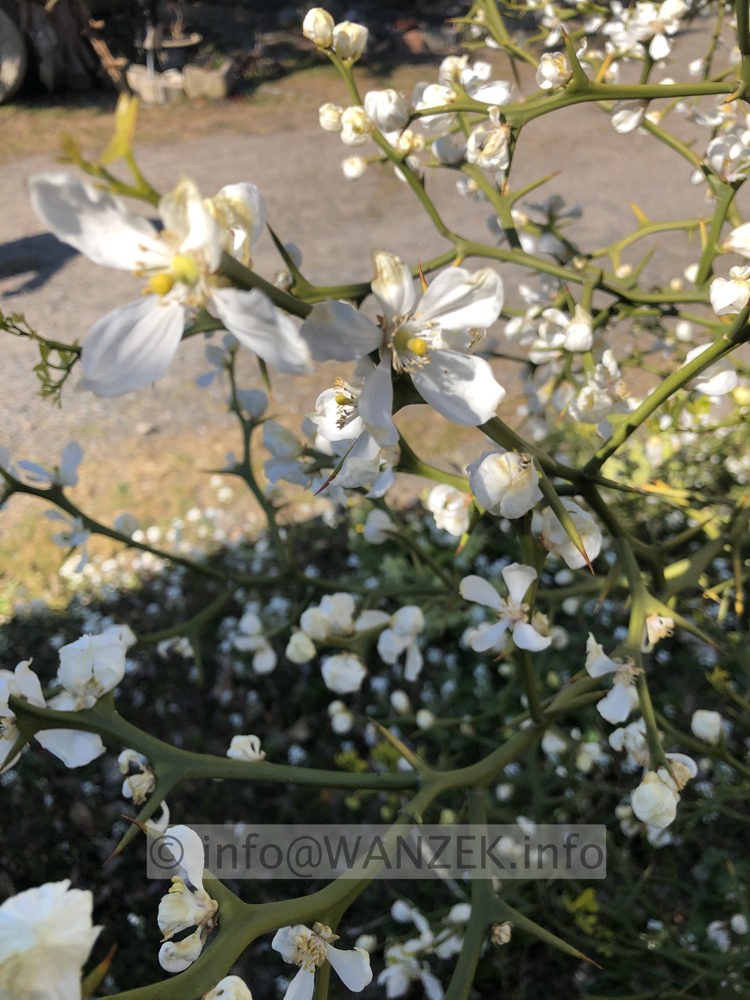 Poncirus trifoliata - Blueten 001.JPG